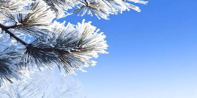 Frost Covered Pine Tree Branch Against Clear Blue Sky Winter Nature Scene photo