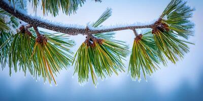 Frozen Pine Branch Closeup Winter Nature Image Frosty Needles photo