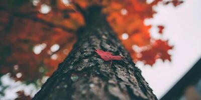 Single Red Maple Leaf on Tree Trunk Autumn Scene photo