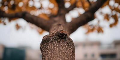 Closeup Tree Trunk Autumn Leaves Brown Bark Texture photo