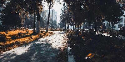 Autumnal Park Path City Buildings Sunlight Leaves Trees photo