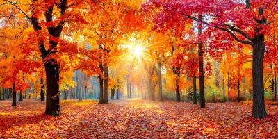 Autumn Landscape Sunbeams Forest Path Red Orange Yellow Maple Leaves Fall Scenery photo