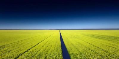Aerial View of Rapeseed Field with Dark Path Under Blue Sky photo