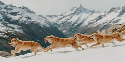 Four Light Brown Wolves Running in Snowy Mountains Landscape photo