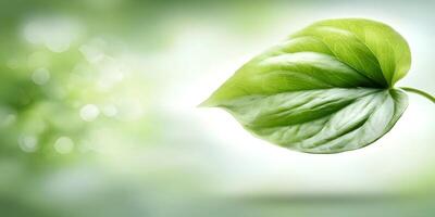 Single Green Leaf on Soft Bokeh Background Nature Image photo