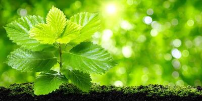 Green Plant Sprout Growing in Soil with Bright Green Background photo