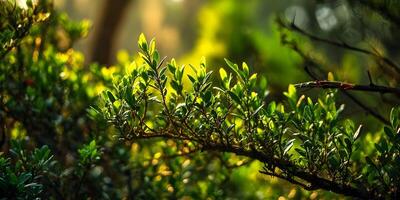 Sunlight Illuminating Lush Green Leaves Branch Botanical Photography photo