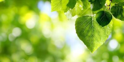 Bright Green Leaf Closeup with Bokeh Background Spring Nature Image photo