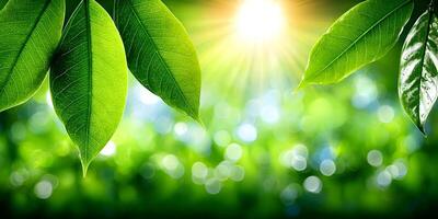 Bright Sunlight Through Green Leaves Bokeh Background photo
