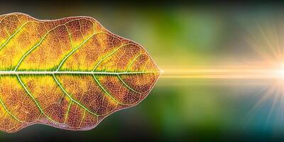 Detailed Leaf Structure with Light Rays Background photo