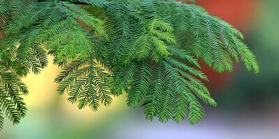 Closeup Green Araucaria Branches Vivid Background photo