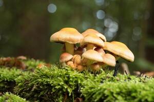 Mushrooms growing on a tree trunk in the forest, October, Poland photo