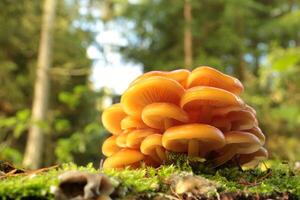Mushrooms on a tree trunk in the forest, Poland photo