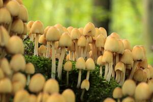 Mushrooms growing on a tree trunk, October, Poland photo