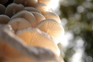 Mushrooms growing on a tree trunk in autumn forest photo