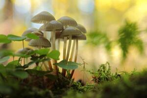 Mushrooms growing on a tree trunk in the forest, September photo
