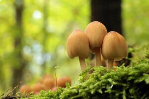 Mushrooms growing on a tree trunk in the forest, Poland photo