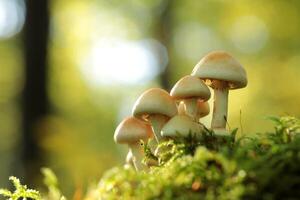 Mushrooms growing on a tree trunk in the forest, October photo