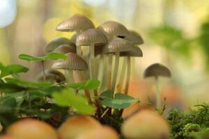 Mushrooms growing on a tree trunk in the forest photo
