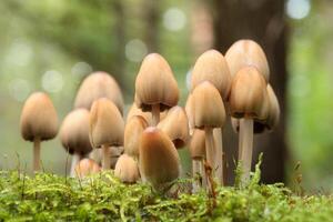 Mushrooms growing on a tree trunk, October photo