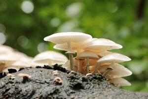 Mushrooms on a tree trunk, October, Poland photo