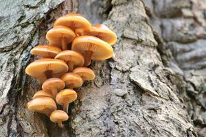 Mushrooms grow on a tree trunk in the forest, Poland photo