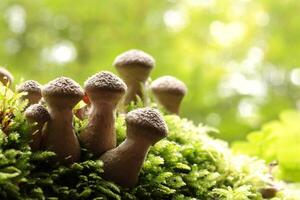 Mushrooms on a tree trunk in the forest, October, Poland photo
