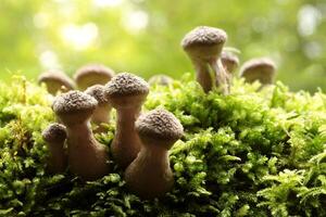 Mushrooms on a tree trunk in the forest photo