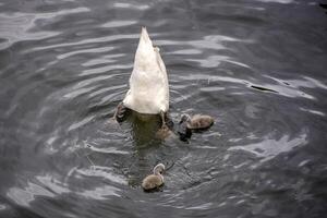 swan in a pond with baby photo