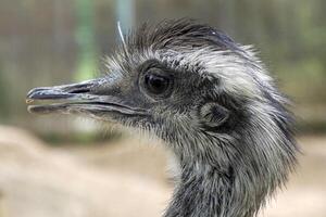 Eye of Australian ostrich close up portrait photo