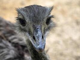 Australian ostrich close up portrait photo