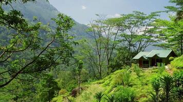 Green vegetation blanketing scenic valley surrounding small wooden cabin with verdant roof nestled amid lush mountain landscape near Ella under bright sunlight in pristine Sri Lankan wilderness video