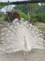 a white peacock showing its tail photo