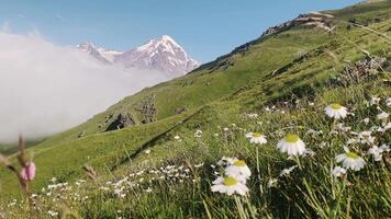 Wildflowers blooming on green slopes with view of Kazbek peak in Kazbegi, Georgia, scenic landscape of Caucasus mountains in summer morning. video