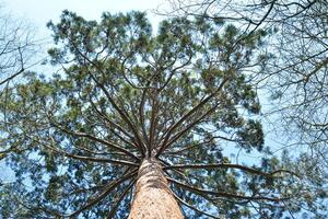 Large pine view from below photo