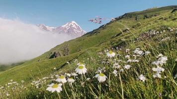 Close up macro panning view wildflowers blooming on green slopes with view of Kazbek peak in Kazbegi, Georgia, scenic landscape of Caucasus mountains in summer morning. video