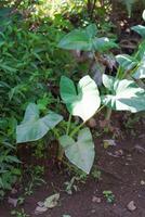 Taro plants in the backyard photo