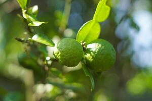 Bergamot fruit on the tree close up photo