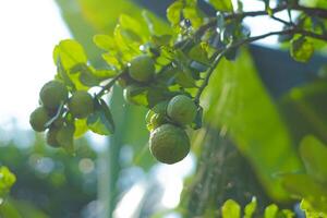 Bergamot fruit on the tree in farm photo