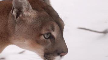 Canadian cougar prowls winter forest showcasing its powerful presence and hunting instincts video