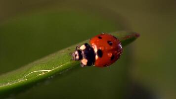 Small red ladybug exploring fresh green grass adorned with dew drops during a serene morning video