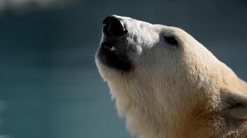 Wild polar bear cub enjoys morning rays near water in national park video