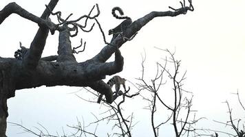 Funny and Playful Lemur Catta Family Interacts Near the Iconic Baobab Tree in Madagascar During Sunset video