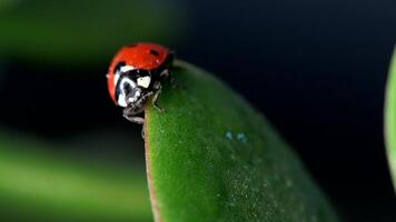 Close encounter with a vibrant red ladybug resting on green foliage covered in morning dew droplets video