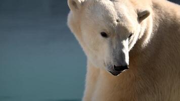 Majestic polar bear exploring the waters of a national park in the morning light video