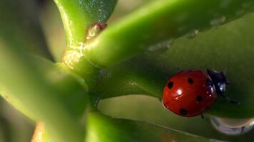 Small red ladybug exploring dewy green grass and flowers in a vibrant morning ecosystem video