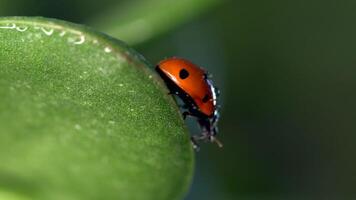 Small red ladybug exploring green grass and flowers in the morning dew video