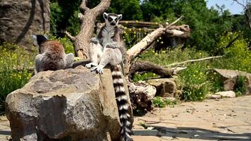 Explore the Playful Antics of a Lemur Catta Family Near the Iconic Baobab Tree in Madagascar During Sunset Hours in This Super Slow Motion Experience video