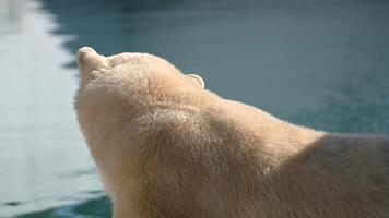 Wild polar bear cub sleep with his mother big polar bear near water in morning sunlight at a national park video