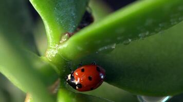 Small red ladybug exploring green grass with dew drops in the early morning light video